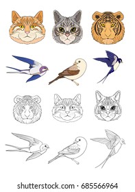 Set of colored and outline cats, tiger and birds. 