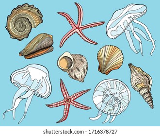 Set of colored seashells, jellyfishes and starfishes. Hand drawn vector illustration of shells, sea stars, underwater inhabitants. Nautical beige and pink elements on light blue background for cards