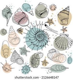 Set of colored shells. Set of seashells for background and design. Set of multicolor hand drawn seashells for web design. Isolated ocean shells kit on a white background.