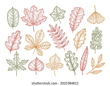 Set with colored sketch leaves. Autumn set.