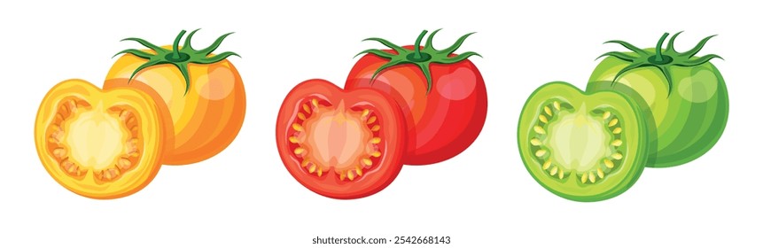 Set von farbigen Tomaten im Cartoon-Stil. Vektorgrafik von leckeren Tomaten, ganz und halb, mit Stängeln, Samen einzeln auf weißem Hintergrund. Gelbe, rote, grüne Tomaten. Ernte. Gesunder Lebensstil.