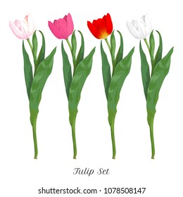 Set of colored tulips for design