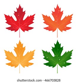 set of colored vector maple leaves with drops of water