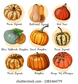 Set of colored vegetables. Fresh food. Pumpkins line drawn on a white background. Vector illustration. 