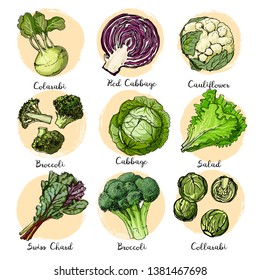 Set of colored vegetables. Fresh food. Cabbage, Blockley, kohlrabi, kale, cauliflower, Brussels sprouts line drawn on a white background. Vector illustration.