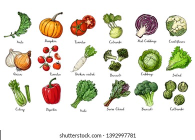 Set of colored vegetables. Fresh food.  Kale, pumpkin, onion, tomato, pepper, celery, cabbage, lettuce, asparagus sprouts line drawn on a white background. Vector illustration.