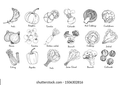 Set of colored vegetables. Fresh food.  Kale, pumpkin, onion, tomato, pepper, celery, cabbage, lettuce, asparagus sprouts line drawn on a white background. Vector illustration.
