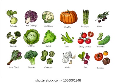 Set of colored vegetables. Fresh food.  Pumpkin, tomato, cabbage, lettuce, asparagus sprouts line drawn on a white background. Vector illustration.