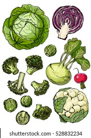 Set of colored vegetables. Fresh food. Cabbage, Blockley, kohlrabi, cauliflower, Brussels sprouts line drawn on a white background. Vector illustration.
