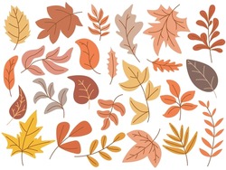 Set of colorful autumn leaves