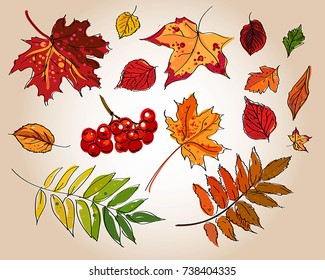 Set of colorful autumn leaves