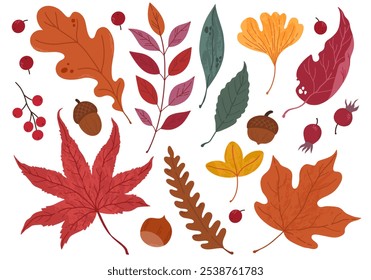 Set of colorful autumn leaves, acorns and berries. Isolated on white background. Simple cartoon flat style. Vector illustration.