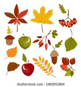 Set with colorful autumn leaves, apples, berries, acorns. Vector illustration, thanksgiving day and halloween background