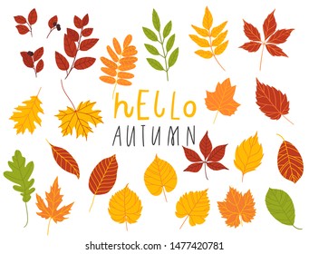Set of colorful autumn leaves and berries. Isolated on white background. Simple cartoon doodle style. vector illustration.