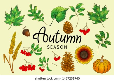 Set of colorful autumn leaves and berries. Isolated on white background. Simple cartoon flat style. vector illustration. eps 10 art