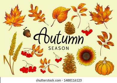 Set of colorful autumn leaves and berries. Isolated  Simple cartoon flat style. vector illustration. eps 10 art