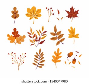 Set of colorful autumn leaves and berries. Isolated on white background. Simple cartoon flat style. Vector illustration