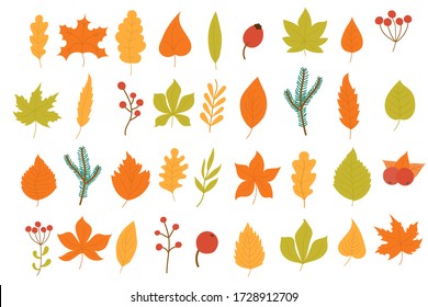 Set of colorful autumn leaves and berries isolated on white background. Yellow autumnal garden leaf, red fall leaf and fallen dry leaves. Simple cartoon flat style, vector illustration, eps 10.