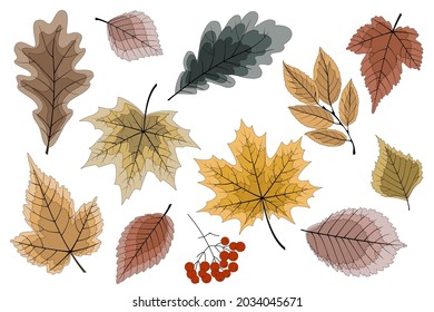 Set of colorful autumn leaves and berries isolated on a white background. Autumn vector illustration