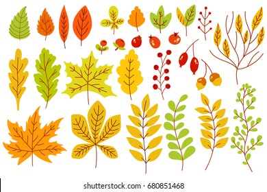 Set of colorful autumn leaves and berries. Isolated on white background. Simple cartoon flat style. vector illustration.