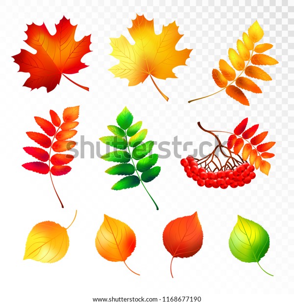 Set Colorful Autumn Leaves Berries Isolated Stock Vector Royalty