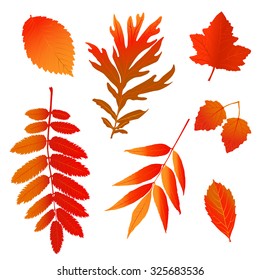 Set of colorful autumn leaves. Collection colorful autumn leaves isolated on white background. Various autumn leaves isolated on white background. Nature, eco, season elements