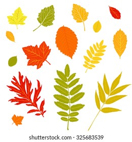 Set of colorful autumn leaves. Collection colorful autumn leaves isolated on white background. Various autumn leaves isolated on white background. Set of autumn levels icon