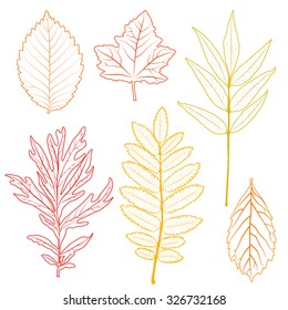 Set of colorful autumn leaves. Collection colorful autumn leaves isolated on white background. Various autumn leaves isolated on white background. Set of autumn levels icon