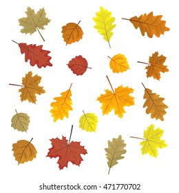 Set of colorful autumn leaves. Design elements Vector illustration. Leafs in random. White background.