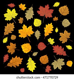 Set of colorful autumn leaves. Design elements Vector illustration. Leafs in random. Black background.