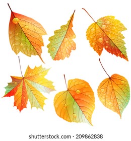 Set of colorful autumn leaves. EPS10