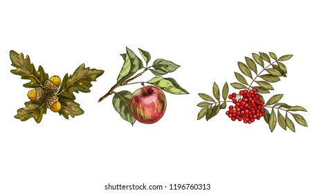 Set of colorful autumn leaves and fruits isolated on white background. Apple, rowan, oak. Detailed hand drawn vector illustration