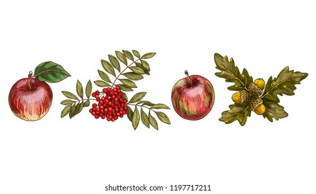 Set of colorful autumn leaves and fruits isolated on white background. Apple, rowan, oak. Detailed hand drawn vector illustration