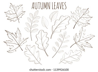 Set of Colorful Autumn Leaves. Hand Drawn Flat Style Vector Illustration.