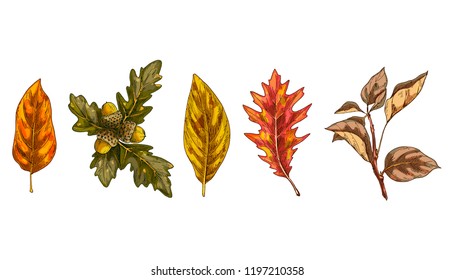 Set of colorful autumn leaves isolated on white background. Detailed hand drawn vector illustration
