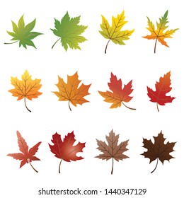 Set of colorful autumn leaves isolated on white background.