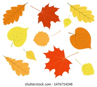 Conjunto de hojas de otoño coloridas aisladas sobre fondo blanco. Elementos vectoriales.