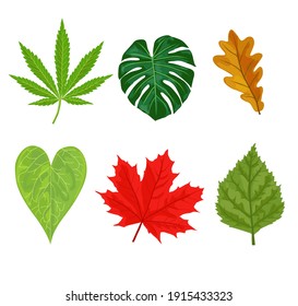 Set of colorful autumn leaves isolated on white background