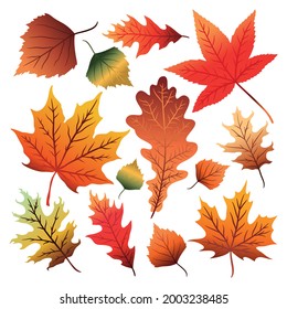 Set of colorful autumn leaves isolated on white background