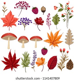 Set of colorful autumn leaves mushroom and berries. Isolated on white background. Simple on hand drawn style. vector illustration.