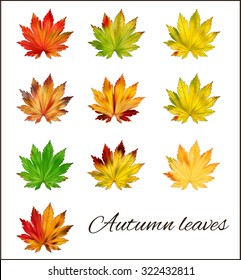 A set of colorful autumn leaves on a white background.