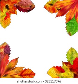 A set of colorful autumn leaves on a white background.