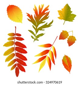 Set of colorful autumn leaves on white background. Nature, eco, season elements