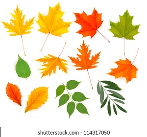 Set Colorful Autumn Leaves Vector Illustration Stock Vector (Royalty ...