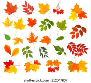 Set Of Colorful Autumn Leaves. Vector Illustration. 