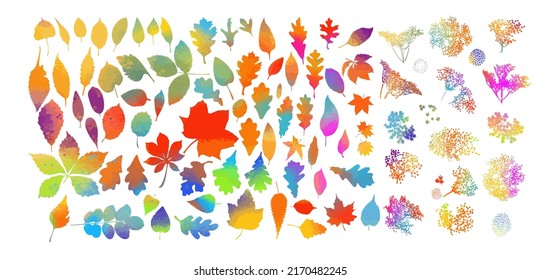 Set of colorful autumn leaves. Vector illustration