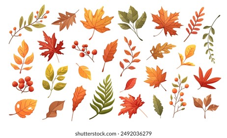 Set of colorful autumn leaves. Vector elements on transparent background. Fall foliage