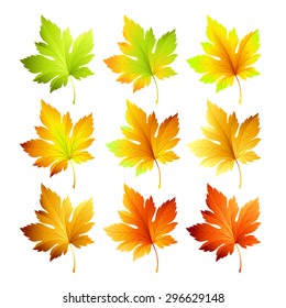 Set of colorful autumn leaves. Vector illustration EPS 10