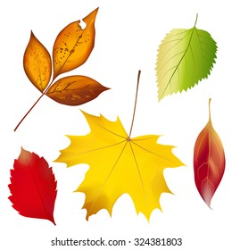 Set of colorful autumn leaves. Vector illustration.