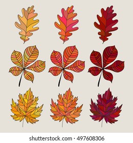 Set of colorful autumn leaves. Vector illustration. Oak, maple and chestnut tree's leaf icon. Fall leaves color gradient. 3 kind different colored leaves.